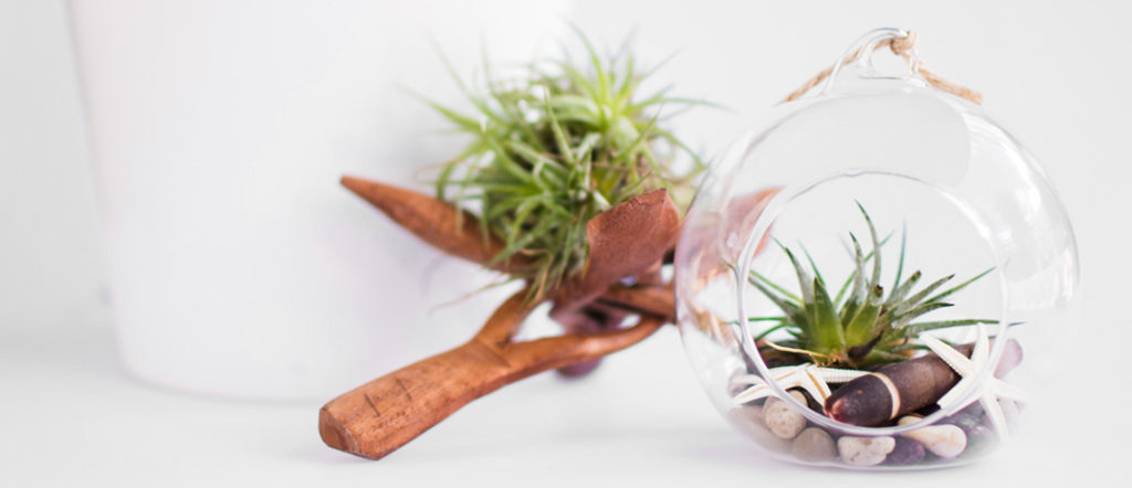 Hanging Air Plant Home Decor Trends