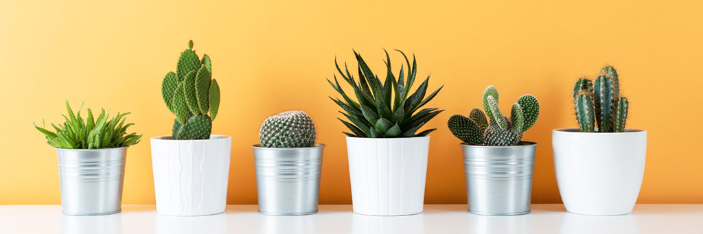 Yellow Home Trends with Succulents 